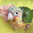 Bird Luv Parrots Conure Caique parrots & Stuff