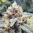 @Seed2Harvst