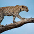 Hfw4VbYL6u8-channel-avatar-Big Cat