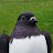 Eugen - Pigeon Tauben Голуби