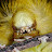 @Artpijiu Avatar