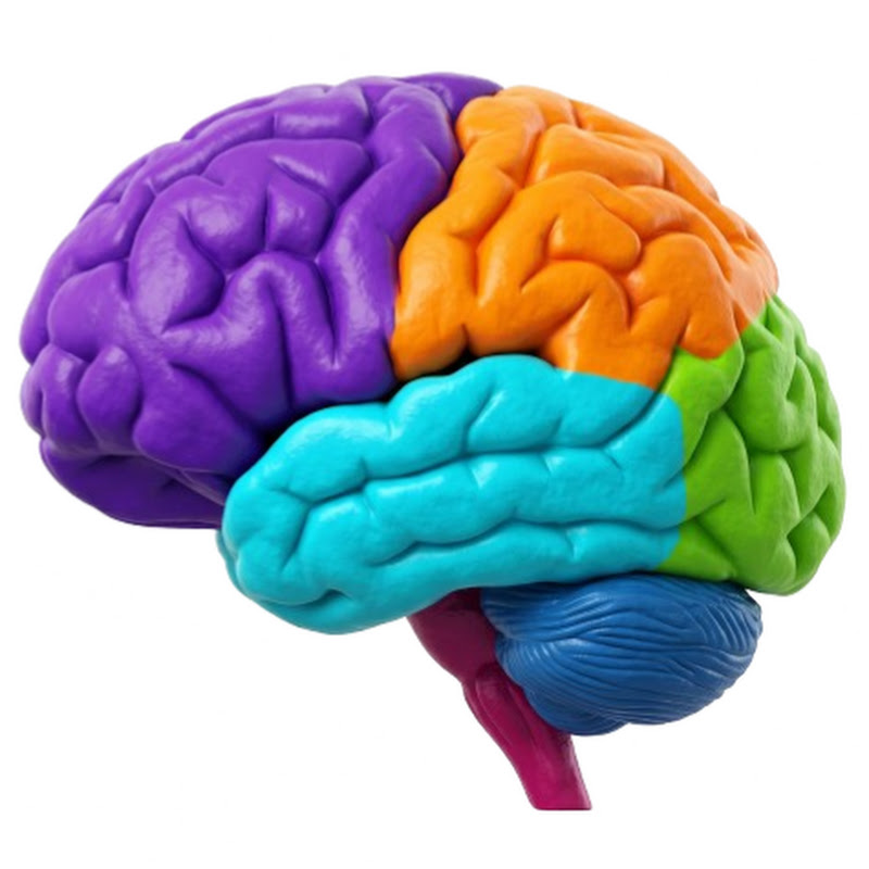Neural Study