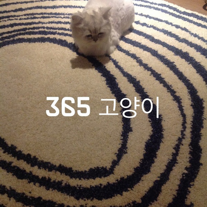 365 고양이