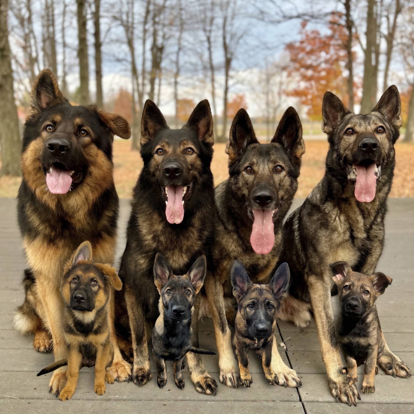 Post from Jade The Sable GSD