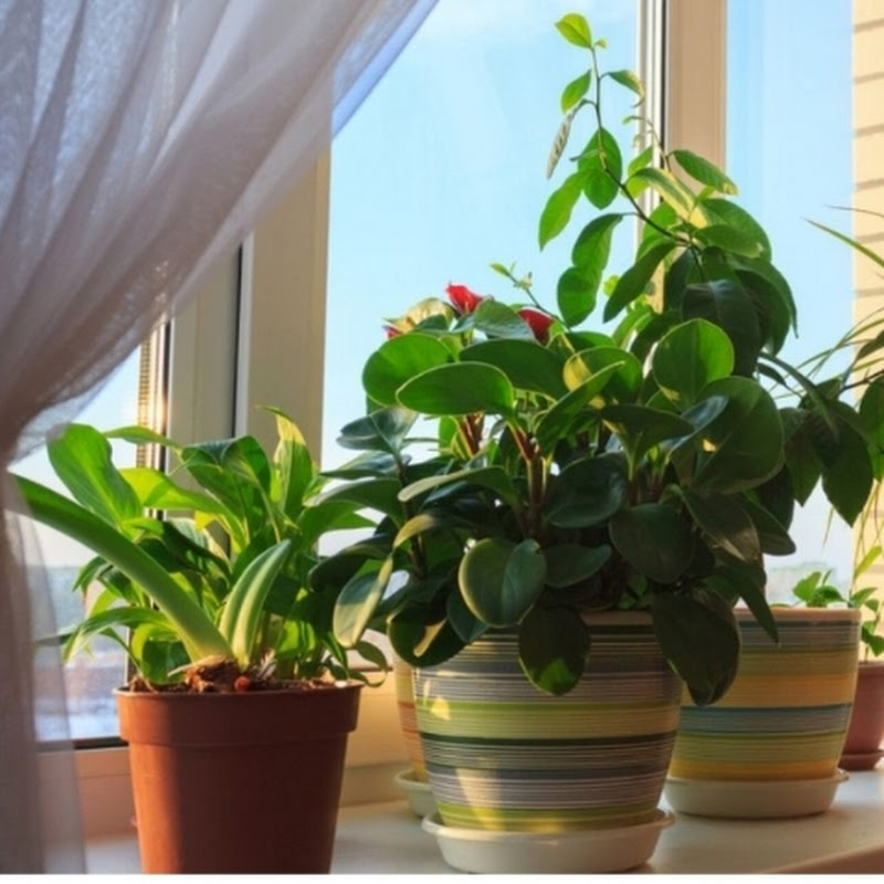 Gardening with Desi Tools 