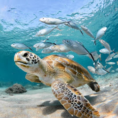 wildlifeseacreatures