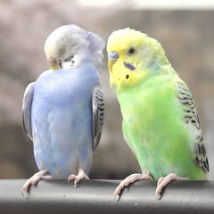 Kogorouアイコン画像