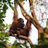 TxJgtPTIzl4-channel-avatar-Orangutan Traveller