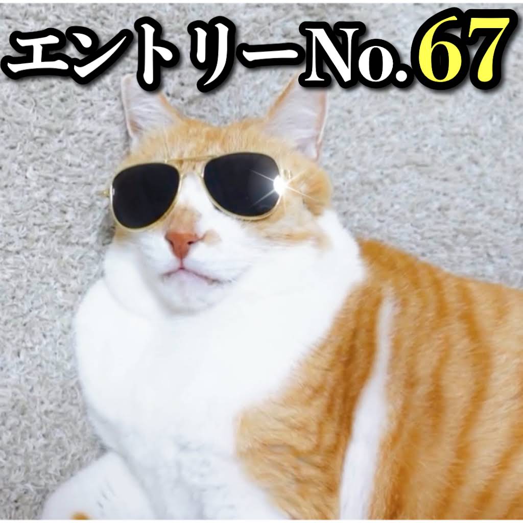 ChaCha: The Former Stray Cat - YouTube
