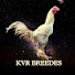 o7CC8DUx3LY-channel-avatar-KVR breedes