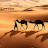 Sahara Prodution