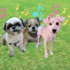 Lofi Music for Puppies and Kittensアイコン画像