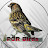 Parachinar Birds