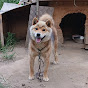 2代目の柴犬の慎之助と家族のチャンネル