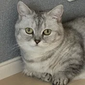 ごま猫