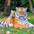 c_btfI2ErXA-channel-avatar-TOLE THE TIGER 