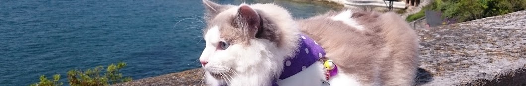 Oliver The Ragdoll Kitten YouTube 频道头像