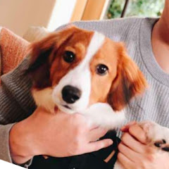大谷のイヌ【海外の反応】アイコン画像