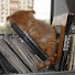 mw2-RanEcTk-channel-avatar-summercat
