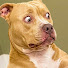 g4b3JCtOo-M-channel-avatar-Smile With Dogs
