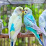 9HX1vDTpiHo-channel-avatar-Yeasin Birds TV