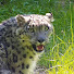 7why13sXEHY-channel-avatar-Ling Xiaozhe the Snow Leopard & Friends
