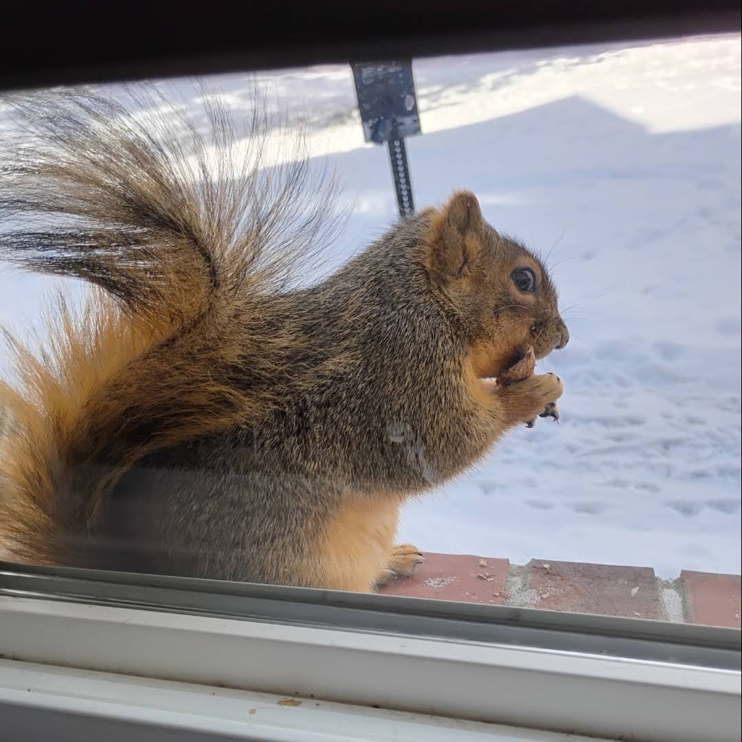 Post from Squirrels at the window