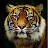 Tiger4Code (by Noor Sabahi)