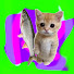 ohijv1tveMg-channel-avatar-koishiteru