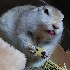 小動物のこね屋アイコン画像