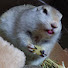 fmRINVwJsT4-channel-avatar-小動物のこね屋