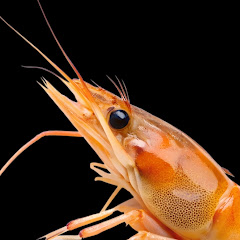 shrimp