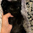 @Ahlannacat