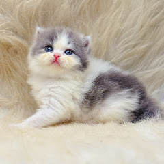 墨墨《專業品種貓》アイコン画像