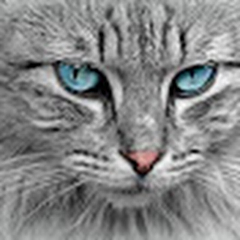 Hire Real cat — Cat Care & Behaviour YouTube creator for sponsorships