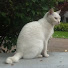 r0ReBU7xax4-channel-avatar-TravelingCat Subs