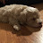@jordanthemaltipoo4580