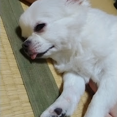 はなちゃんのゲームチャンネル