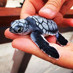 Blue Tortoise Sports