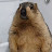 @fatmarmot-