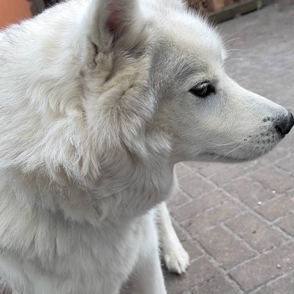 World of huskies - YouTube