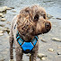 _Pk3xGu3tao-channel-avatar-Watson the Warrior