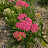 @cherrypompom-1