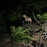 mP5q3HZ4aDc-channel-avatar-Jungle,pahad,camping