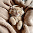 UcB2AvM8mGI-channel-avatar-Cozy Cat Melodies