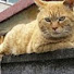XTqRkxLBeGI-channel-avatar-noraneko7 ひとり旅