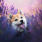 MaVi4pets