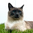 @glitchthecat5011