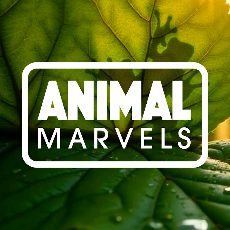 Animal Marvels