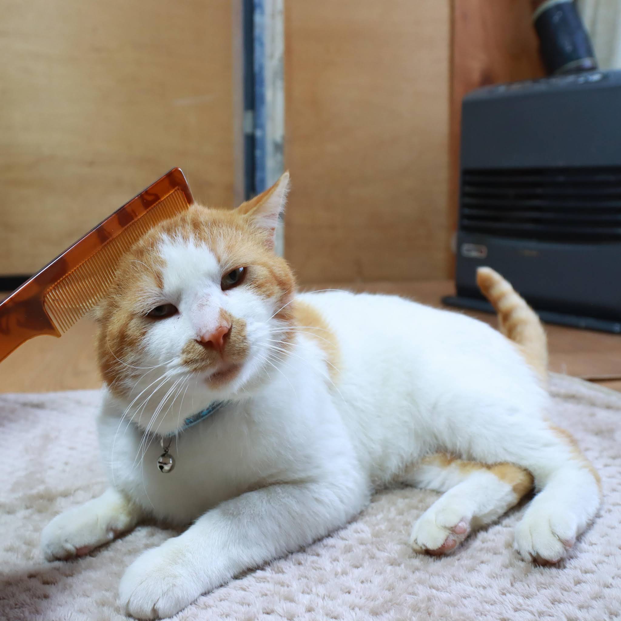 ◆❁ ねこ ❁◆ YouTube